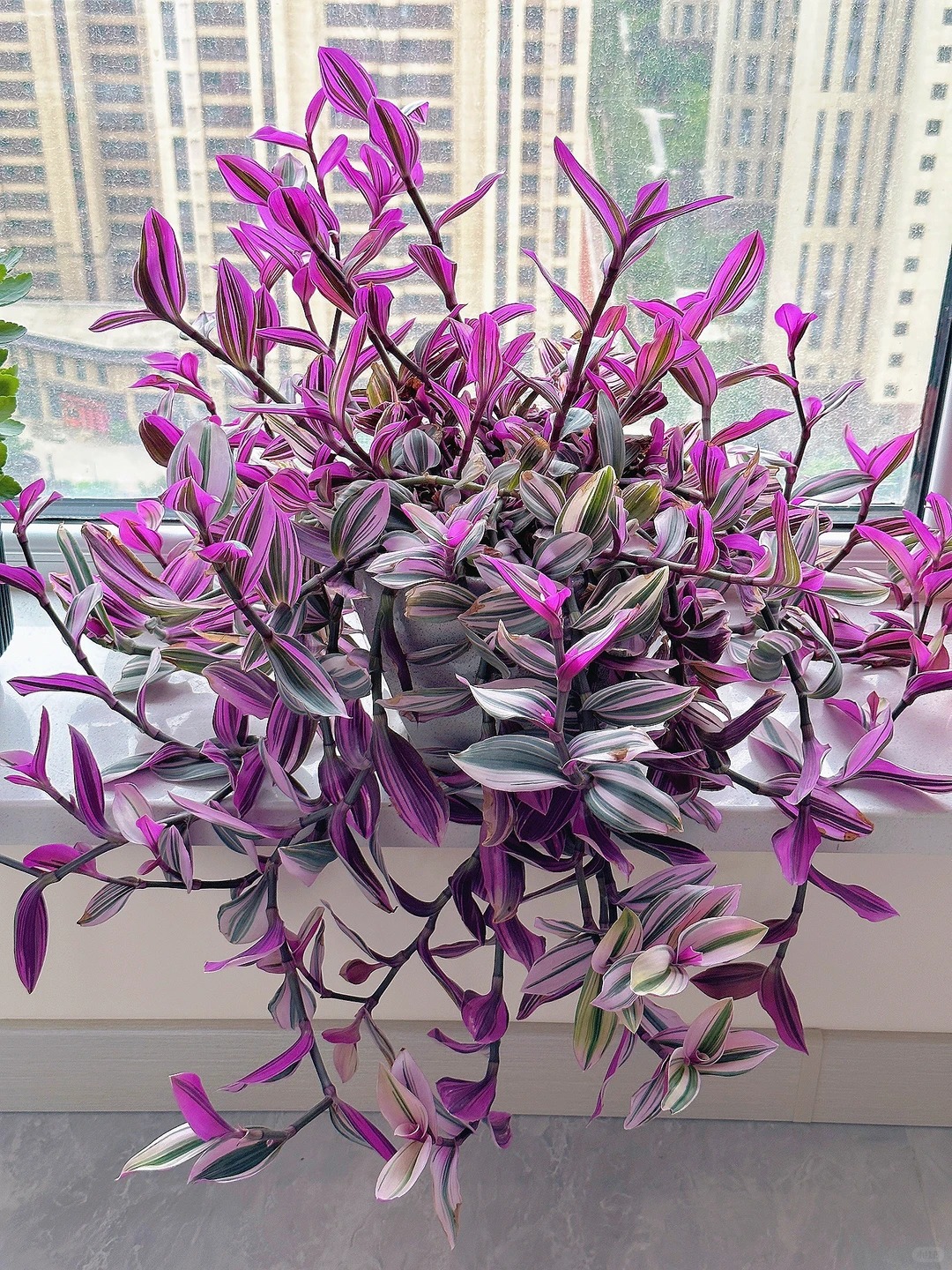 Lo&agrave;i c&acirc;y 