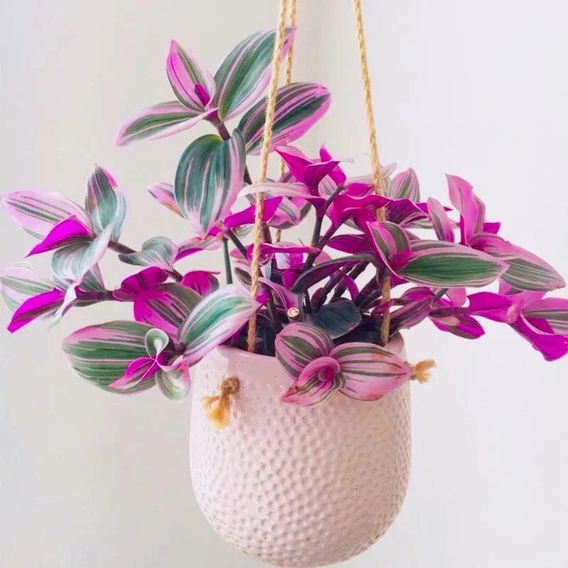 Lo&agrave;i c&acirc;y 