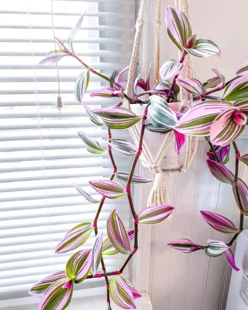 Lo&agrave;i c&acirc;y 