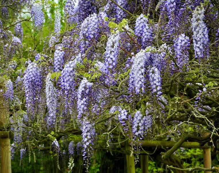 5 loại c&acirc;y c&oacute; cho cũng kh&ocirc;ng n&ecirc;n trồng trong vườn- Ảnh 5.