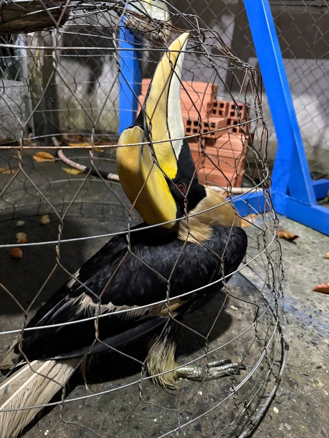 Chim qu&yacute; tưởng như sắp tuyệt chủng bỗng xuất hiện li&ecirc;n tục, bay cả v&agrave;o nh&agrave; d&acirc;n: Nhiều người Việt vui mừng- Ảnh 1.