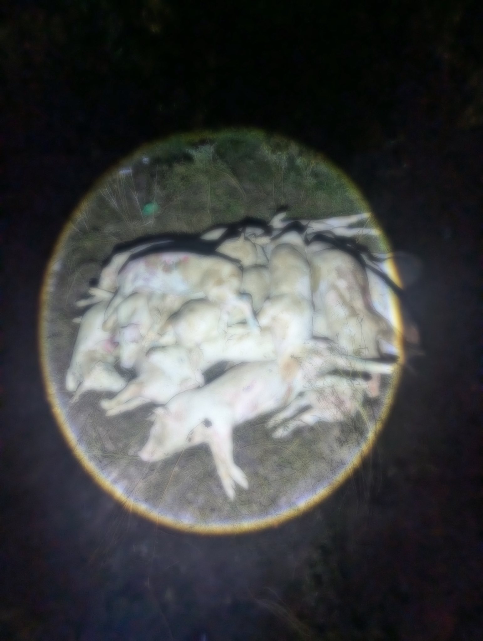 Đ&agrave;o x&aacute;c heo bệnh b&aacute;n ra thị trường, 7 bị can bị khởi tố- Ảnh 3.