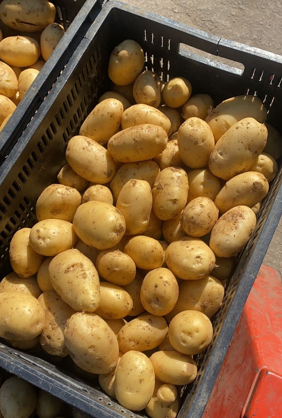 Top 5 loại rau củ an to&agrave;n bậc nhất trong m&ugrave;a lạnh- Ảnh 4.