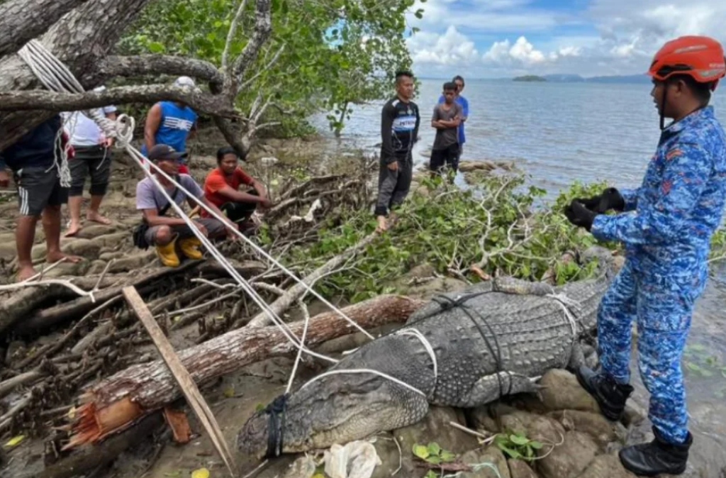 Người d&acirc;n bắt được c&aacute; sấu khổng lồ d&agrave;i 4 m&eacute;t, nặng 500kg- Ảnh 1.