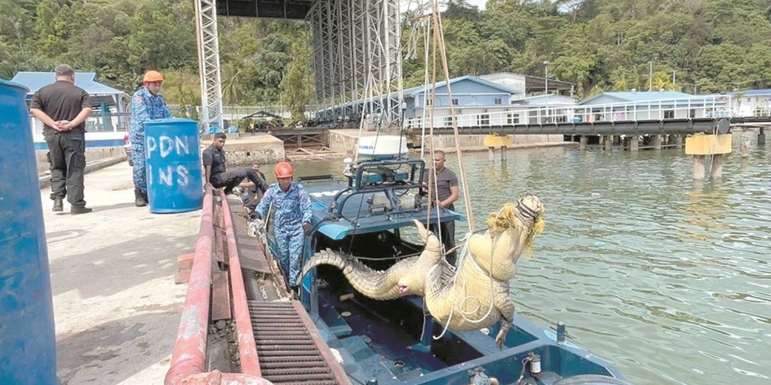 Người d&acirc;n bắt được c&aacute; sấu khổng lồ d&agrave;i 4 m&eacute;t, nặng 500kg- Ảnh 2.