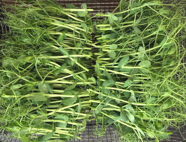 M&ugrave;a đ&ocirc;ng đừng chỉ ăn củ cải: 4 loại &ldquo;rau v&agrave;ng&rdquo; rẻ tiền n&agrave;y mới thực sự bổ gan, đẹp da, tăng đề kh&aacute;ng- Ảnh 5.