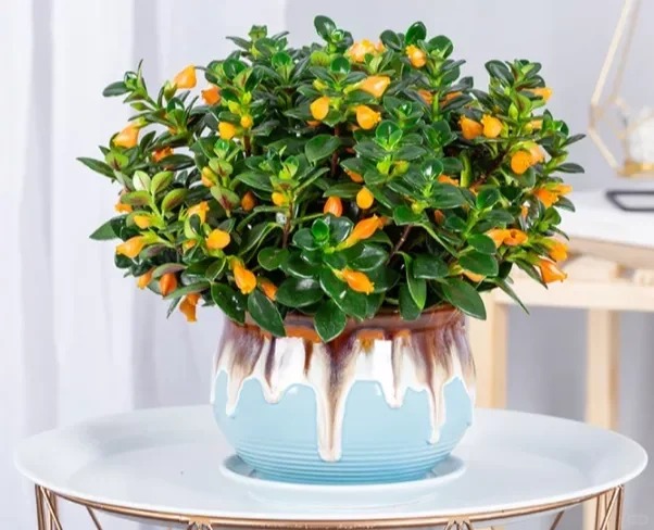 Trồng c&acirc;y 'c&aacute; v&agrave;ng' dịp cuối năm: Hoa nở như 'bơi' tiền v&agrave;o k&eacute;t, xả xui cực tốt m&agrave; t&ocirc;i trồng 6 năm vẫn m&ecirc;- Ảnh 25.