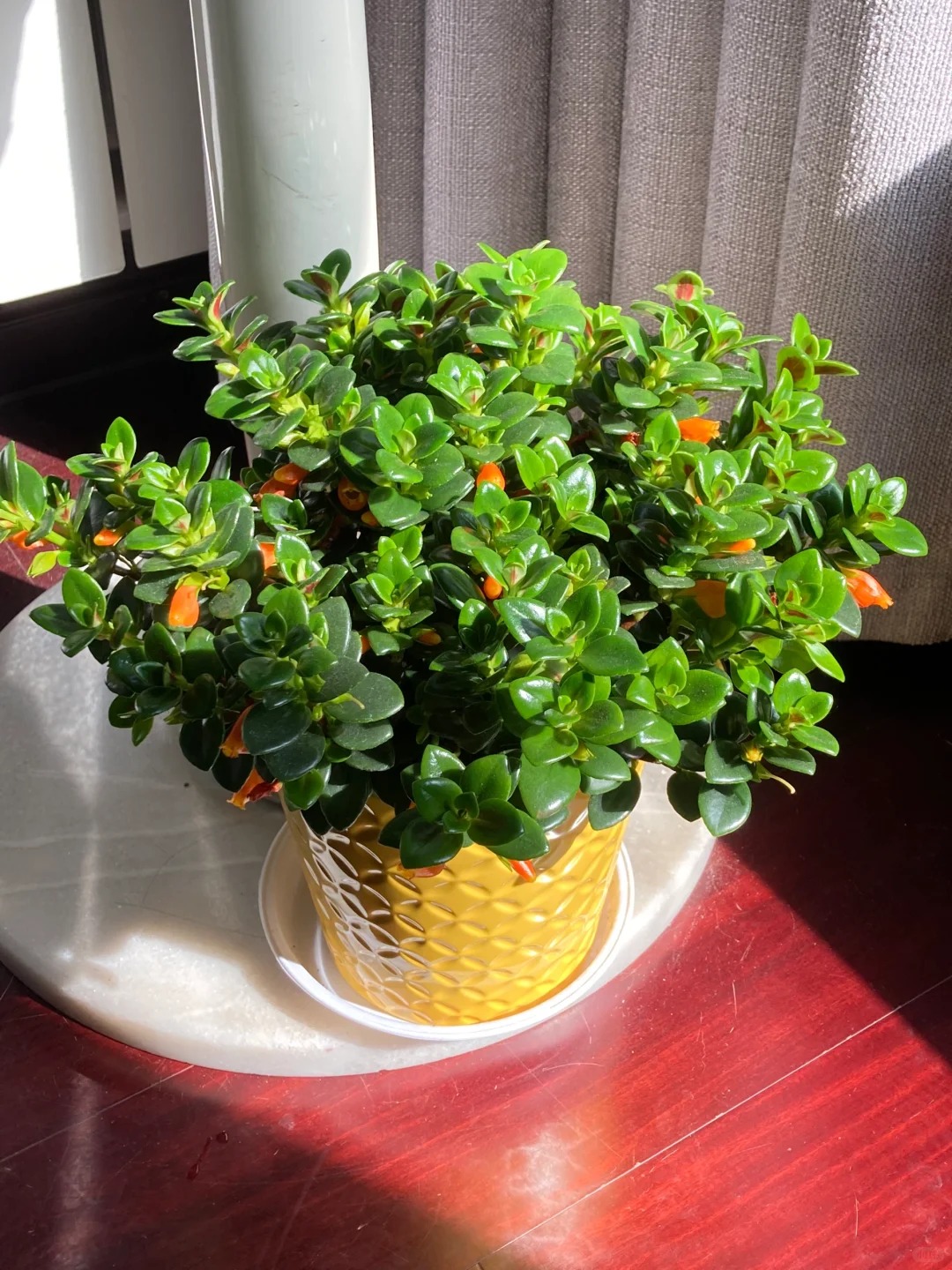 Trồng c&acirc;y 'c&aacute; v&agrave;ng' dịp cuối năm: Hoa nở như 'bơi' tiền v&agrave;o k&eacute;t, xả xui cực tốt m&agrave; t&ocirc;i trồng 6 năm vẫn m&ecirc;- Ảnh 26.