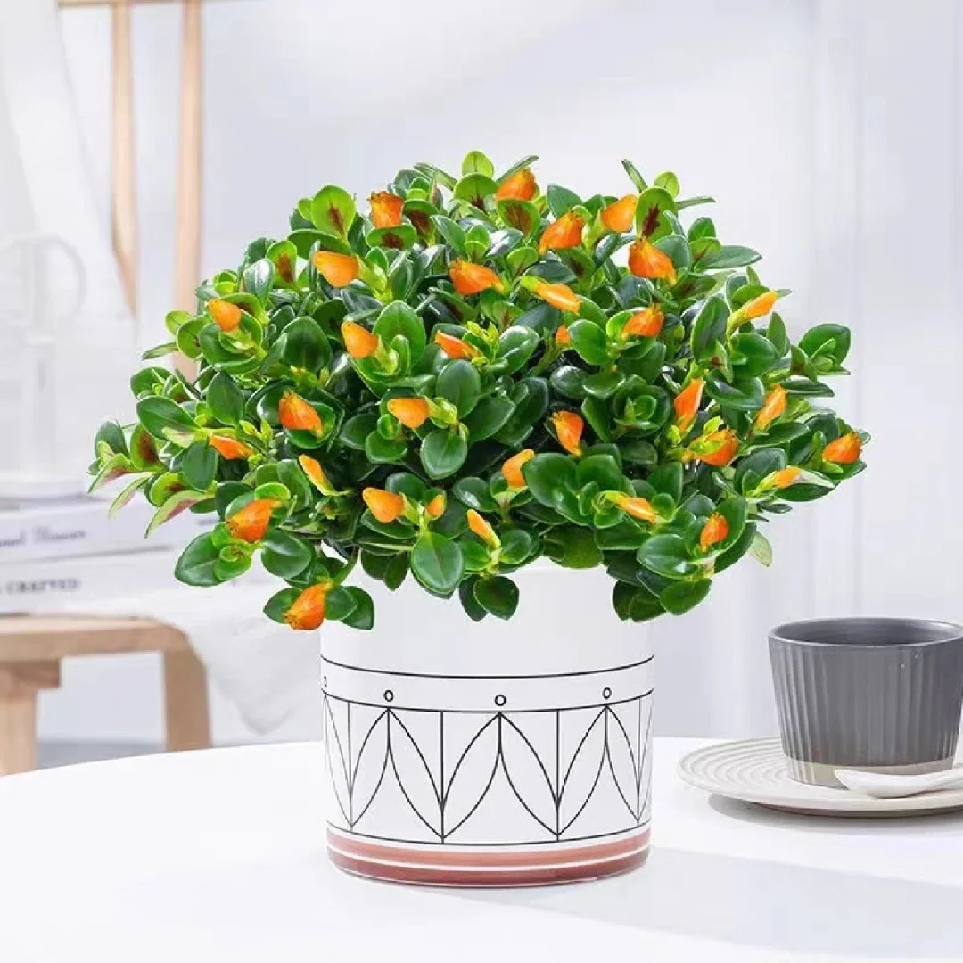 Trồng c&acirc;y 'c&aacute; v&agrave;ng' dịp cuối năm: Hoa nở như 'bơi' tiền v&agrave;o k&eacute;t, xả xui cực tốt m&agrave; t&ocirc;i trồng 6 năm vẫn m&ecirc;- Ảnh 19.