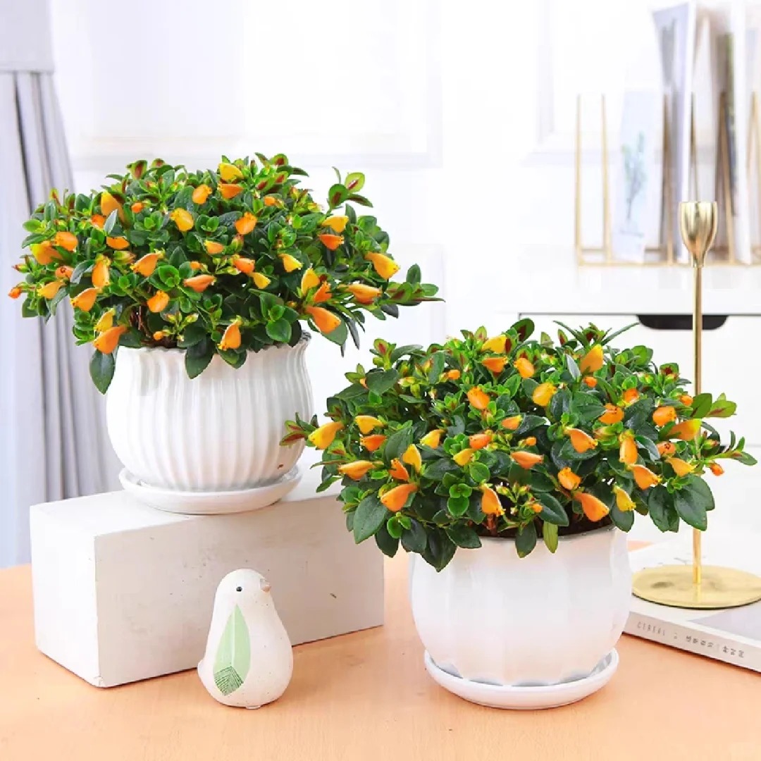 Trồng c&acirc;y 'c&aacute; v&agrave;ng' dịp cuối năm: Hoa nở như 'bơi' tiền v&agrave;o k&eacute;t, xả xui cực tốt m&agrave; t&ocirc;i trồng 6 năm vẫn m&ecirc;- Ảnh 20.