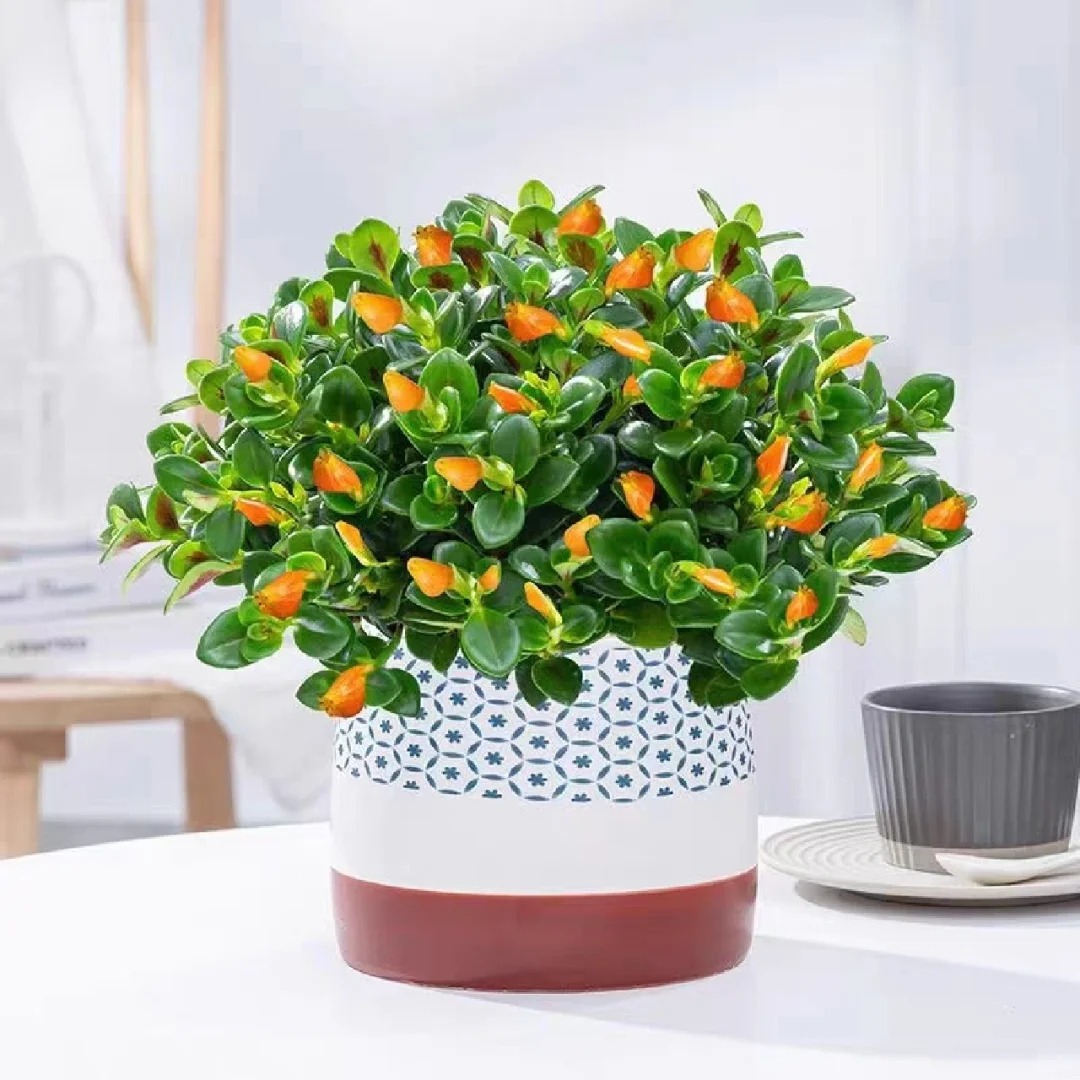 Trồng c&acirc;y 'c&aacute; v&agrave;ng' dịp cuối năm: Hoa nở như 'bơi' tiền v&agrave;o k&eacute;t, xả xui cực tốt m&agrave; t&ocirc;i trồng 6 năm vẫn m&ecirc;- Ảnh 21.