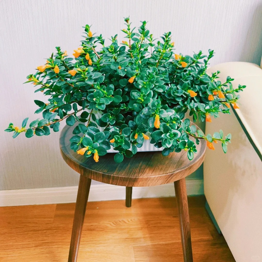 Trồng c&acirc;y 'c&aacute; v&agrave;ng' dịp cuối năm: Hoa nở như 'bơi' tiền v&agrave;o k&eacute;t, xả xui cực tốt m&agrave; t&ocirc;i trồng 6 năm vẫn m&ecirc;- Ảnh 13.