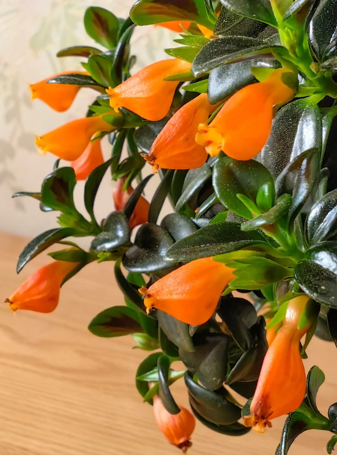 Trồng c&acirc;y 'c&aacute; v&agrave;ng' dịp cuối năm: Hoa nở như 'bơi' tiền v&agrave;o k&eacute;t, xả xui cực tốt m&agrave; t&ocirc;i trồng 6 năm vẫn m&ecirc;- Ảnh 9.