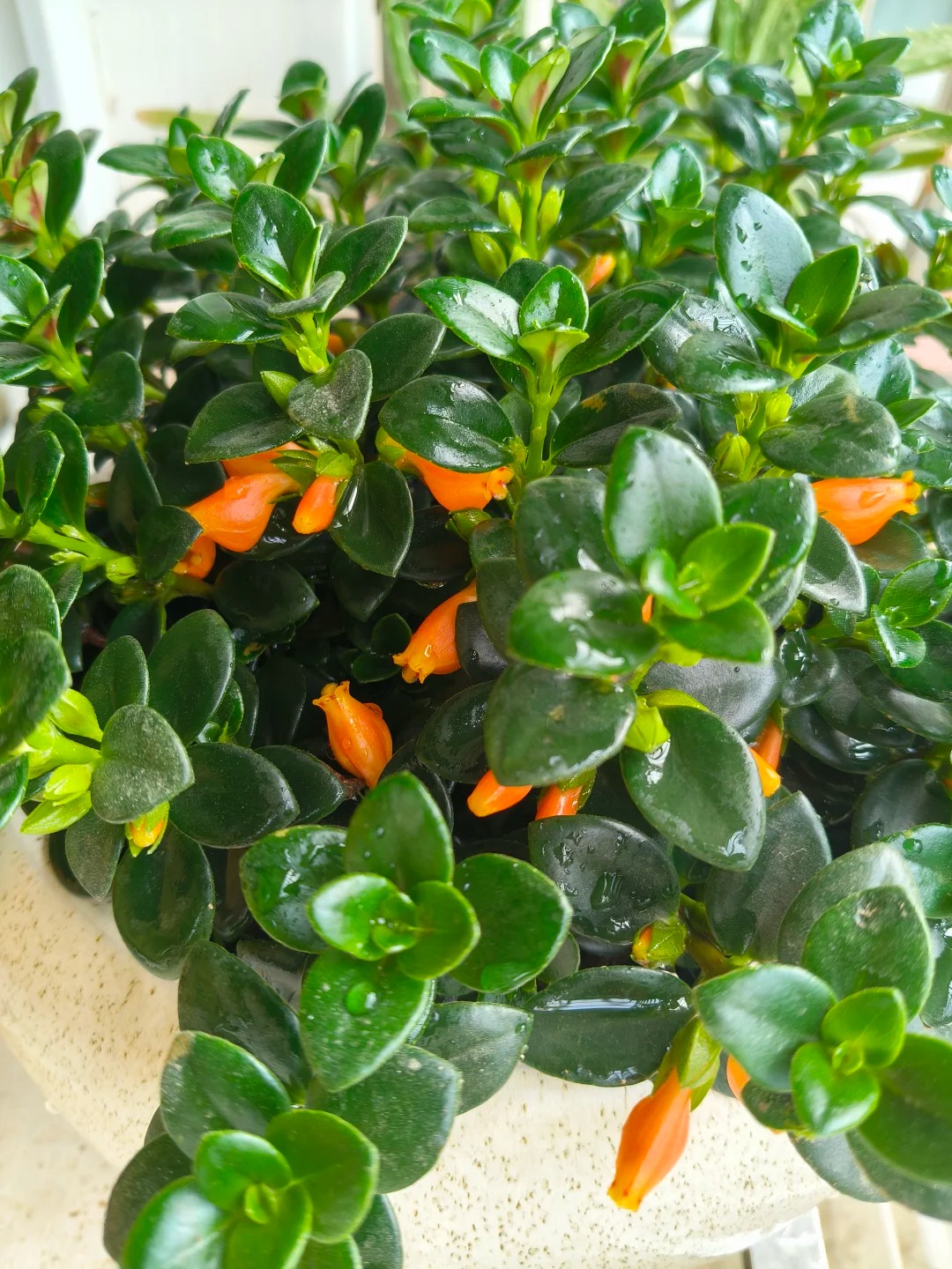 Trồng c&acirc;y 'c&aacute; v&agrave;ng' dịp cuối năm: Hoa nở như 'bơi' tiền v&agrave;o k&eacute;t, xả xui cực tốt m&agrave; t&ocirc;i trồng 6 năm vẫn m&ecirc;- Ảnh 14.