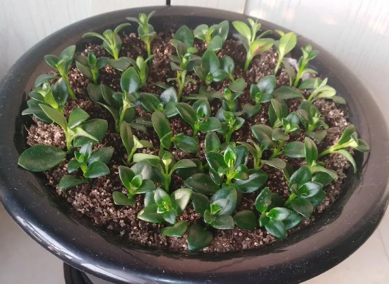 Trồng c&acirc;y 'c&aacute; v&agrave;ng' dịp cuối năm: Hoa nở như 'bơi' tiền v&agrave;o k&eacute;t, xả xui cực tốt m&agrave; t&ocirc;i trồng 6 năm vẫn m&ecirc;- Ảnh 15.