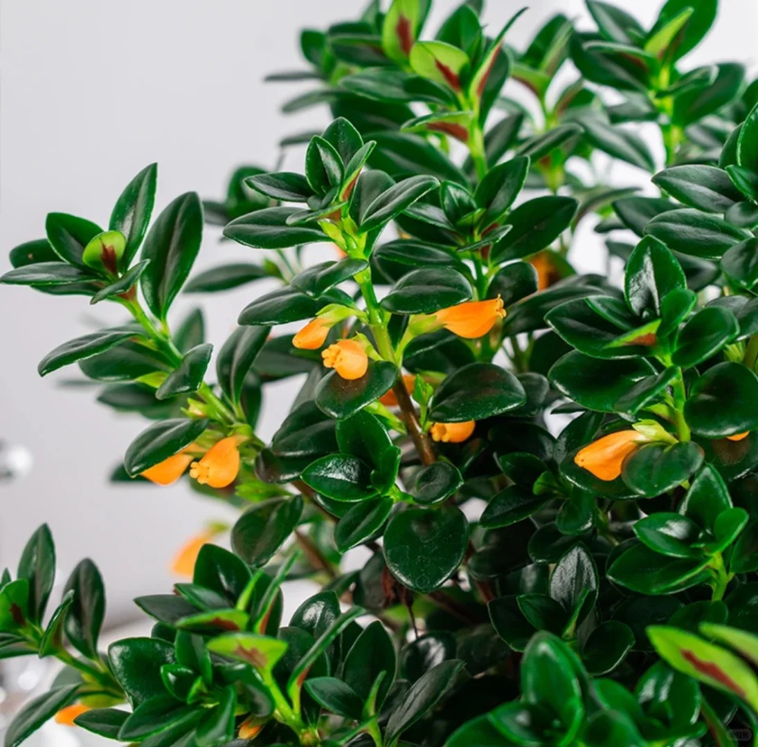 Trồng c&acirc;y 'c&aacute; v&agrave;ng' dịp cuối năm: Hoa nở như 'bơi' tiền v&agrave;o k&eacute;t, xả xui cực tốt m&agrave; t&ocirc;i trồng 6 năm vẫn m&ecirc;- Ảnh 16.