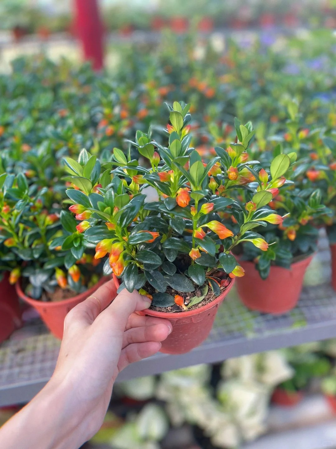 Trồng c&acirc;y 'c&aacute; v&agrave;ng' dịp cuối năm: Hoa nở như 'bơi' tiền v&agrave;o k&eacute;t, xả xui cực tốt m&agrave; t&ocirc;i trồng 6 năm vẫn m&ecirc;- Ảnh 17.