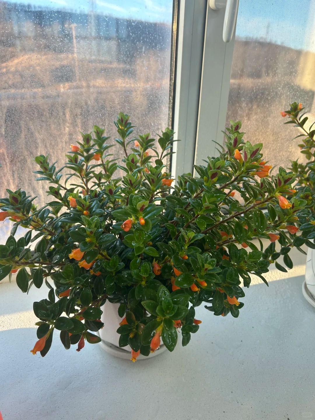 Trồng c&acirc;y 'c&aacute; v&agrave;ng' dịp cuối năm: Hoa nở như 'bơi' tiền v&agrave;o k&eacute;t, xả xui cực tốt m&agrave; t&ocirc;i trồng 6 năm vẫn m&ecirc;- Ảnh 18.