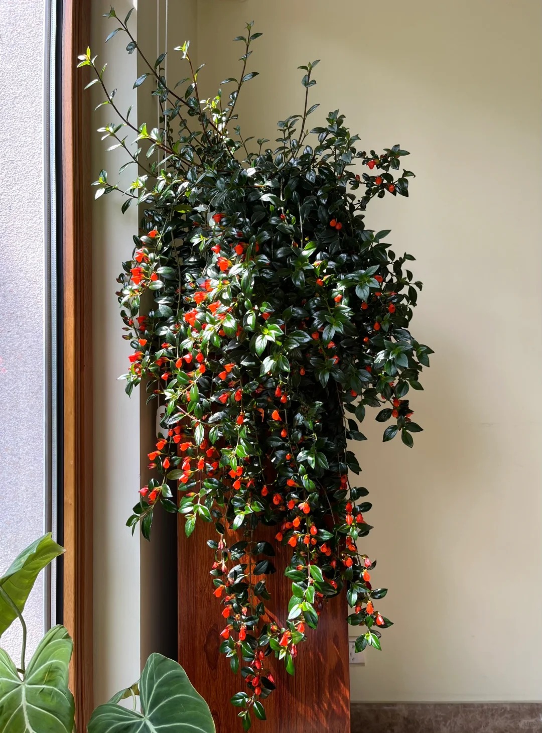 Trồng c&acirc;y 'c&aacute; v&agrave;ng' dịp cuối năm: Hoa nở như 'bơi' tiền v&agrave;o k&eacute;t, xả xui cực tốt m&agrave; t&ocirc;i trồng 6 năm vẫn m&ecirc;- Ảnh 4.