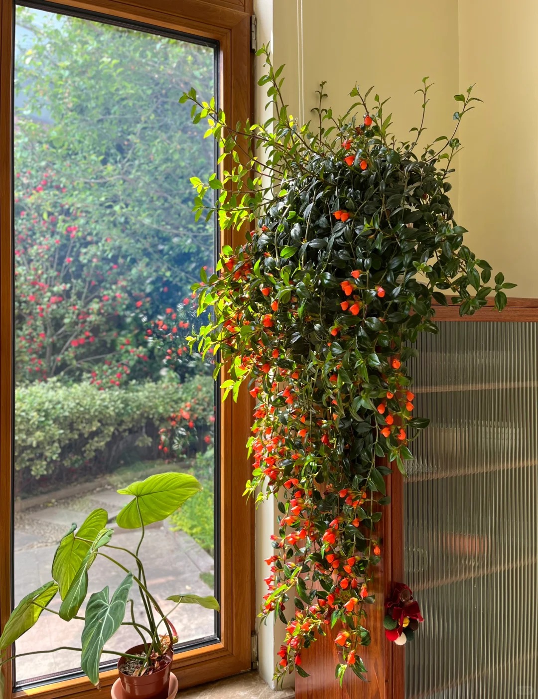 Trồng c&acirc;y 'c&aacute; v&agrave;ng' dịp cuối năm: Hoa nở như 'bơi' tiền v&agrave;o k&eacute;t, xả xui cực tốt m&agrave; t&ocirc;i trồng 6 năm vẫn m&ecirc;- Ảnh 5.