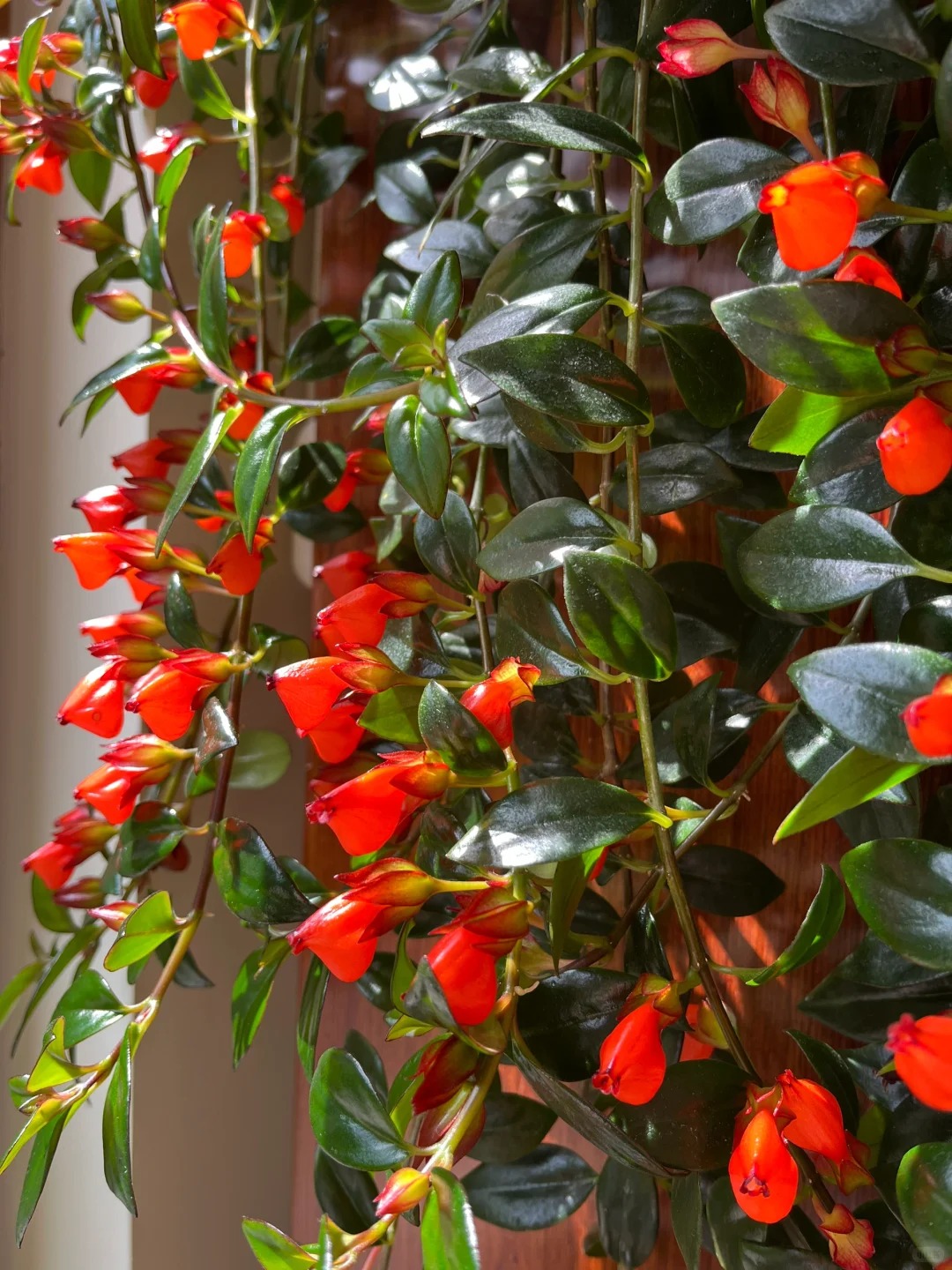 Trồng c&acirc;y 'c&aacute; v&agrave;ng' dịp cuối năm: Hoa nở như 'bơi' tiền v&agrave;o k&eacute;t, xả xui cực tốt m&agrave; t&ocirc;i trồng 6 năm vẫn m&ecirc;- Ảnh 6.