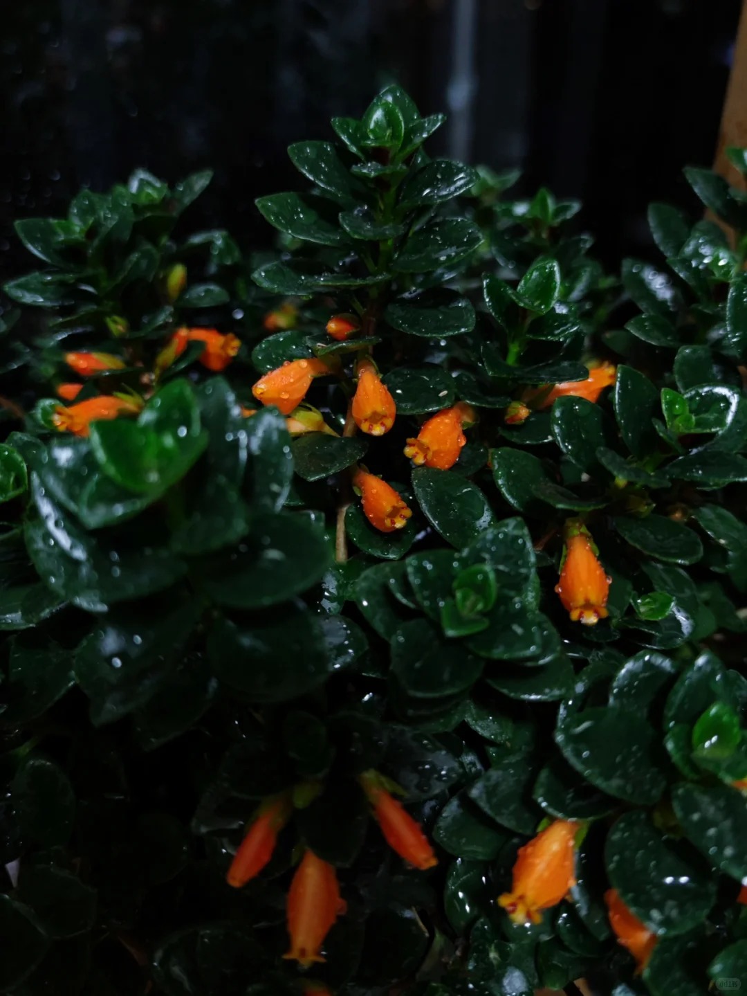 Trồng c&acirc;y 'c&aacute; v&agrave;ng' dịp cuối năm: Hoa nở như 'bơi' tiền v&agrave;o k&eacute;t, xả xui cực tốt m&agrave; t&ocirc;i trồng 6 năm vẫn m&ecirc;- Ảnh 7.