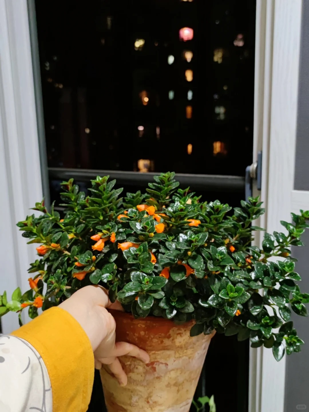 Trồng c&acirc;y 'c&aacute; v&agrave;ng' dịp cuối năm: Hoa nở như 'bơi' tiền v&agrave;o k&eacute;t, xả xui cực tốt m&agrave; t&ocirc;i trồng 6 năm vẫn m&ecirc;- Ảnh 8.