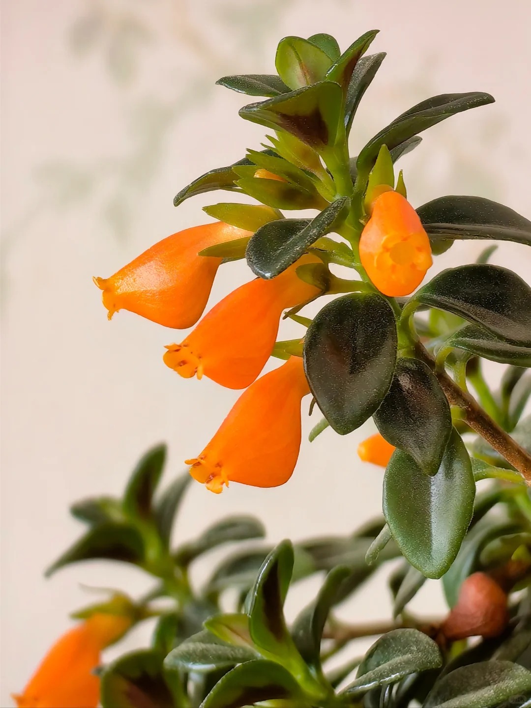 Trồng c&acirc;y 'c&aacute; v&agrave;ng' dịp cuối năm: Hoa nở như 'bơi' tiền v&agrave;o k&eacute;t, xả xui cực tốt m&agrave; t&ocirc;i trồng 6 năm vẫn m&ecirc;- Ảnh 10.