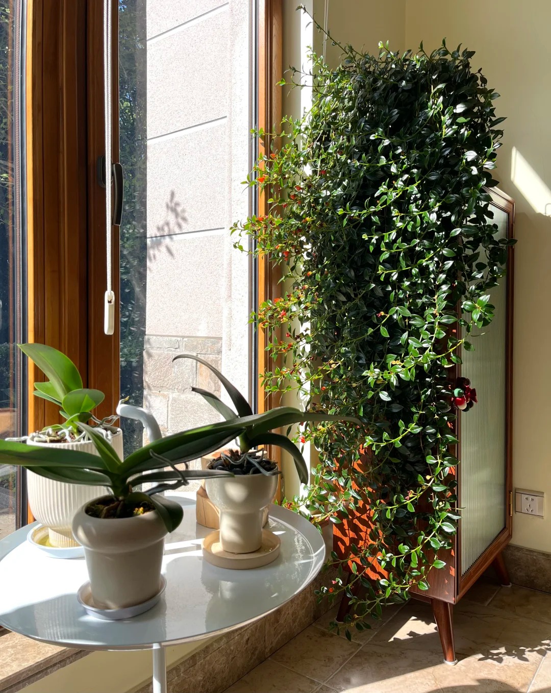 Trồng c&acirc;y 'c&aacute; v&agrave;ng' dịp cuối năm: Hoa nở như 'bơi' tiền v&agrave;o k&eacute;t, xả xui cực tốt m&agrave; t&ocirc;i trồng 6 năm vẫn m&ecirc;- Ảnh 3.