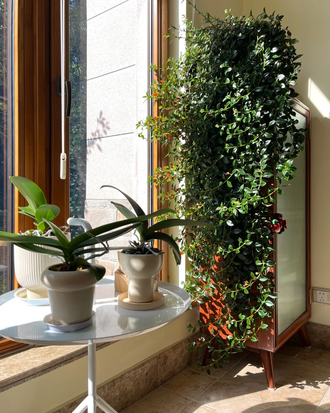 Trồng c&acirc;y 'c&aacute; v&agrave;ng' dịp cuối năm: Hoa nở như 'bơi' tiền v&agrave;o k&eacute;t, xả xui cực tốt m&agrave; t&ocirc;i trồng 6 năm vẫn m&ecirc;- Ảnh 2.