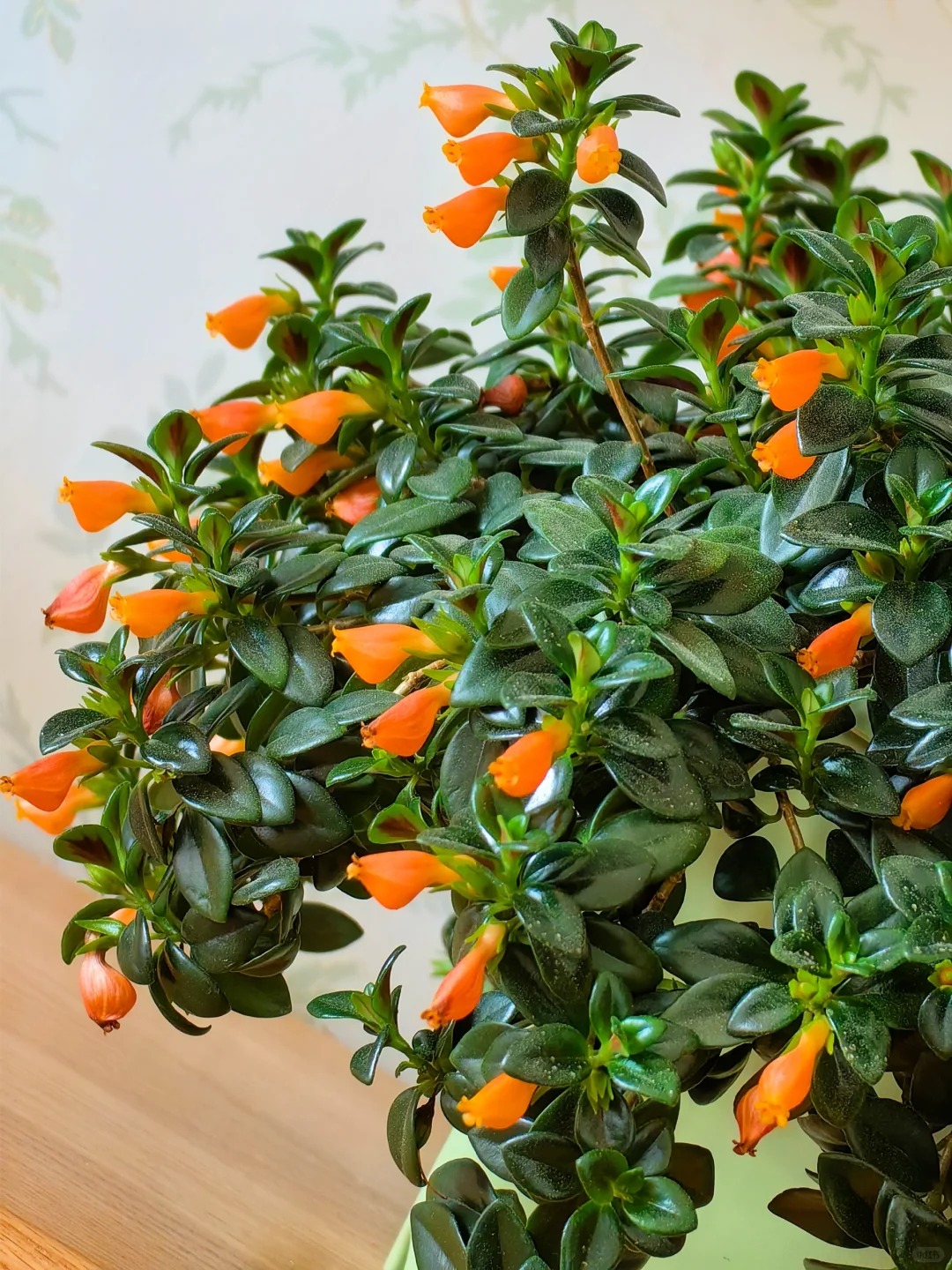 Trồng c&acirc;y 'c&aacute; v&agrave;ng' dịp cuối năm: Hoa nở như 'bơi' tiền v&agrave;o k&eacute;t, xả xui cực tốt m&agrave; t&ocirc;i trồng 6 năm vẫn m&ecirc;- Ảnh 11.