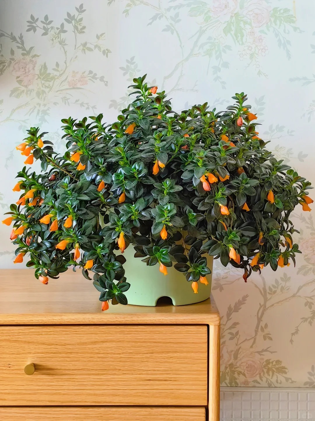 Trồng c&acirc;y 'c&aacute; v&agrave;ng' dịp cuối năm: Hoa nở như 'bơi' tiền v&agrave;o k&eacute;t, xả xui cực tốt m&agrave; t&ocirc;i trồng 6 năm vẫn m&ecirc;- Ảnh 12.