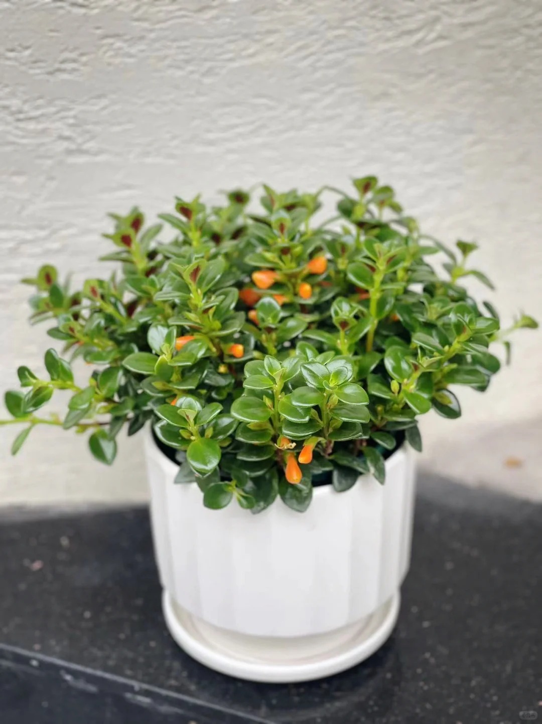 Trồng c&acirc;y 'c&aacute; v&agrave;ng' dịp cuối năm: Hoa nở như 'bơi' tiền v&agrave;o k&eacute;t, xả xui cực tốt m&agrave; t&ocirc;i trồng 6 năm vẫn m&ecirc;- Ảnh 22.