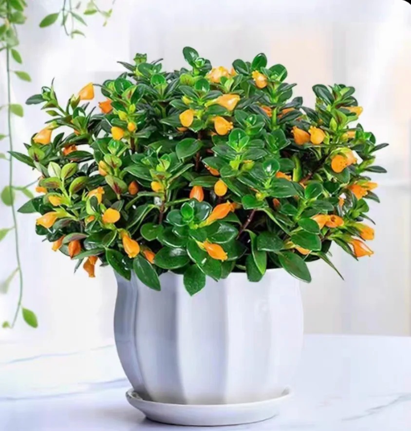 Trồng c&acirc;y 'c&aacute; v&agrave;ng' dịp cuối năm: Hoa nở như 'bơi' tiền v&agrave;o k&eacute;t, xả xui cực tốt m&agrave; t&ocirc;i trồng 6 năm vẫn m&ecirc;- Ảnh 23.