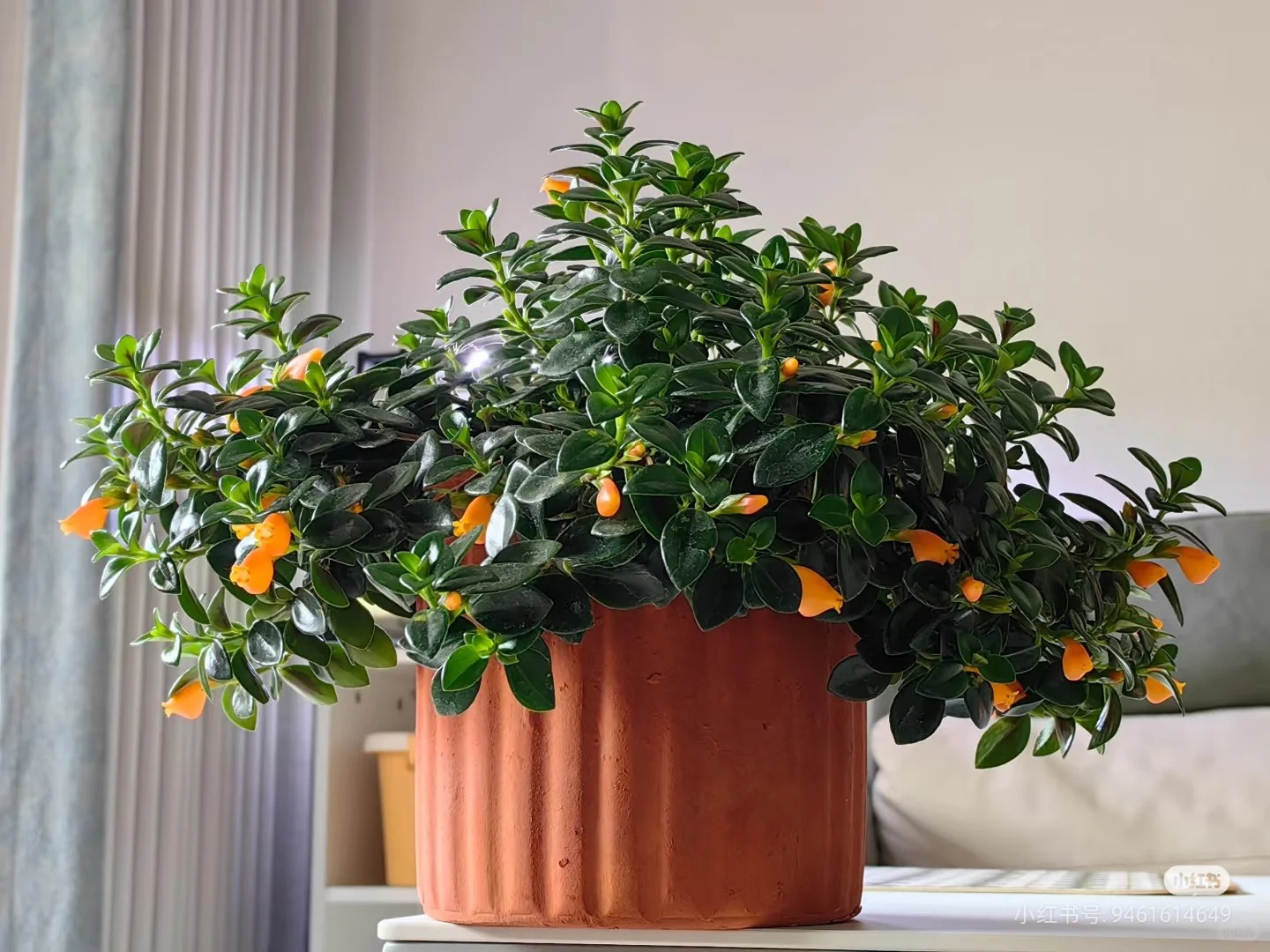 Trồng c&acirc;y 'c&aacute; v&agrave;ng' dịp cuối năm: Hoa nở như 'bơi' tiền v&agrave;o k&eacute;t, xả xui cực tốt m&agrave; t&ocirc;i trồng 6 năm vẫn m&ecirc;- Ảnh 24.