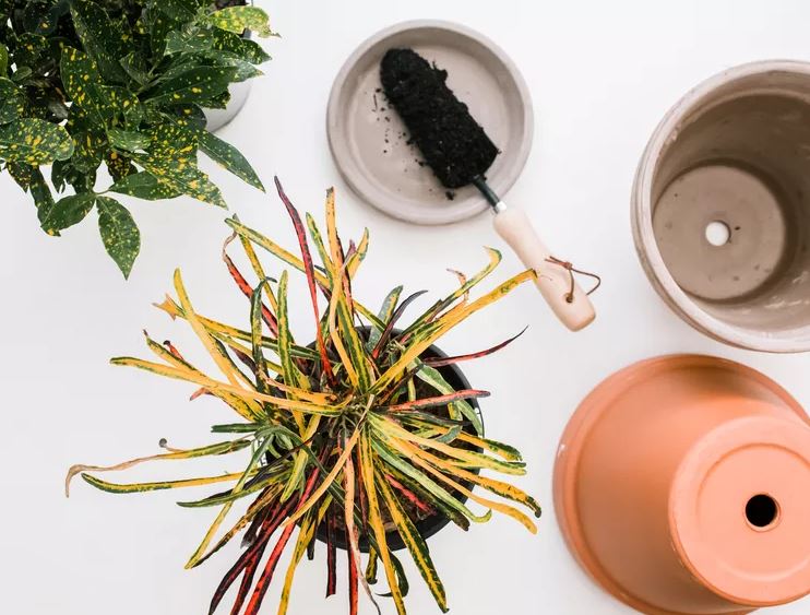 8 loại c&acirc;y rẻ mấy cũng kh&ocirc;ng n&ecirc;n mua về kẻo hối kh&ocirc;ng kịp- Ảnh 7.