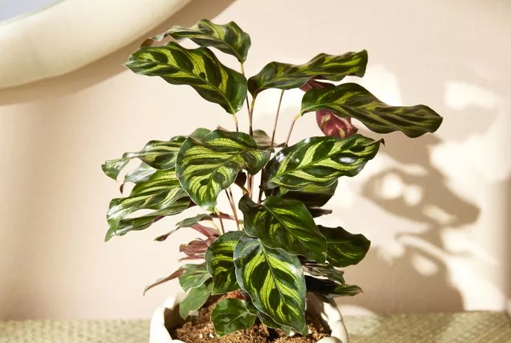 8 loại c&acirc;y rẻ mấy cũng kh&ocirc;ng n&ecirc;n mua về kẻo hối kh&ocirc;ng kịp- Ảnh 4.