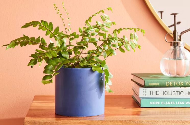 8 loại c&acirc;y rẻ mấy cũng kh&ocirc;ng n&ecirc;n mua về kẻo hối kh&ocirc;ng kịp- Ảnh 2.