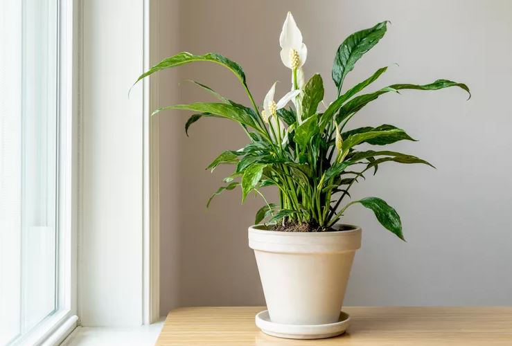 8 loại c&acirc;y rẻ mấy cũng kh&ocirc;ng n&ecirc;n mua về kẻo hối kh&ocirc;ng kịp- Ảnh 3.