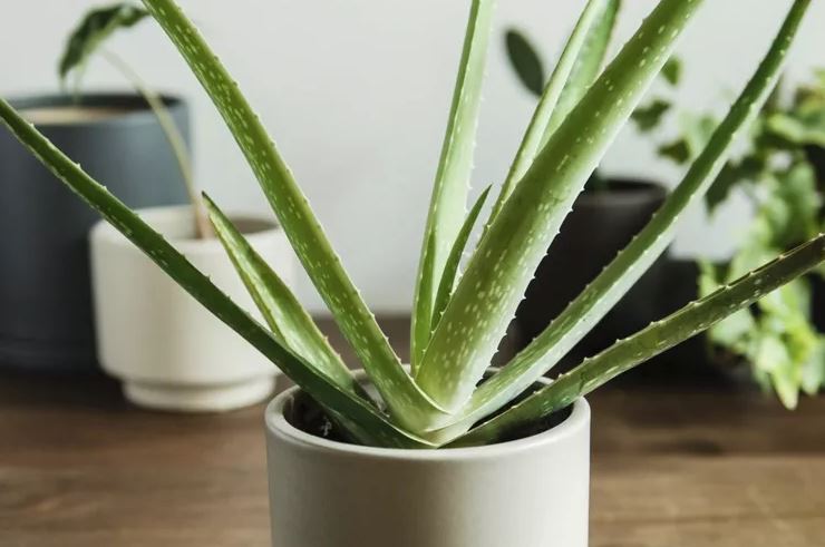 8 loại c&acirc;y rẻ mấy cũng kh&ocirc;ng n&ecirc;n mua về kẻo hối kh&ocirc;ng kịp- Ảnh 6.