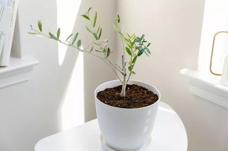 8 loại c&acirc;y rẻ mấy cũng kh&ocirc;ng n&ecirc;n mua về kẻo hối kh&ocirc;ng kịp- Ảnh 5.