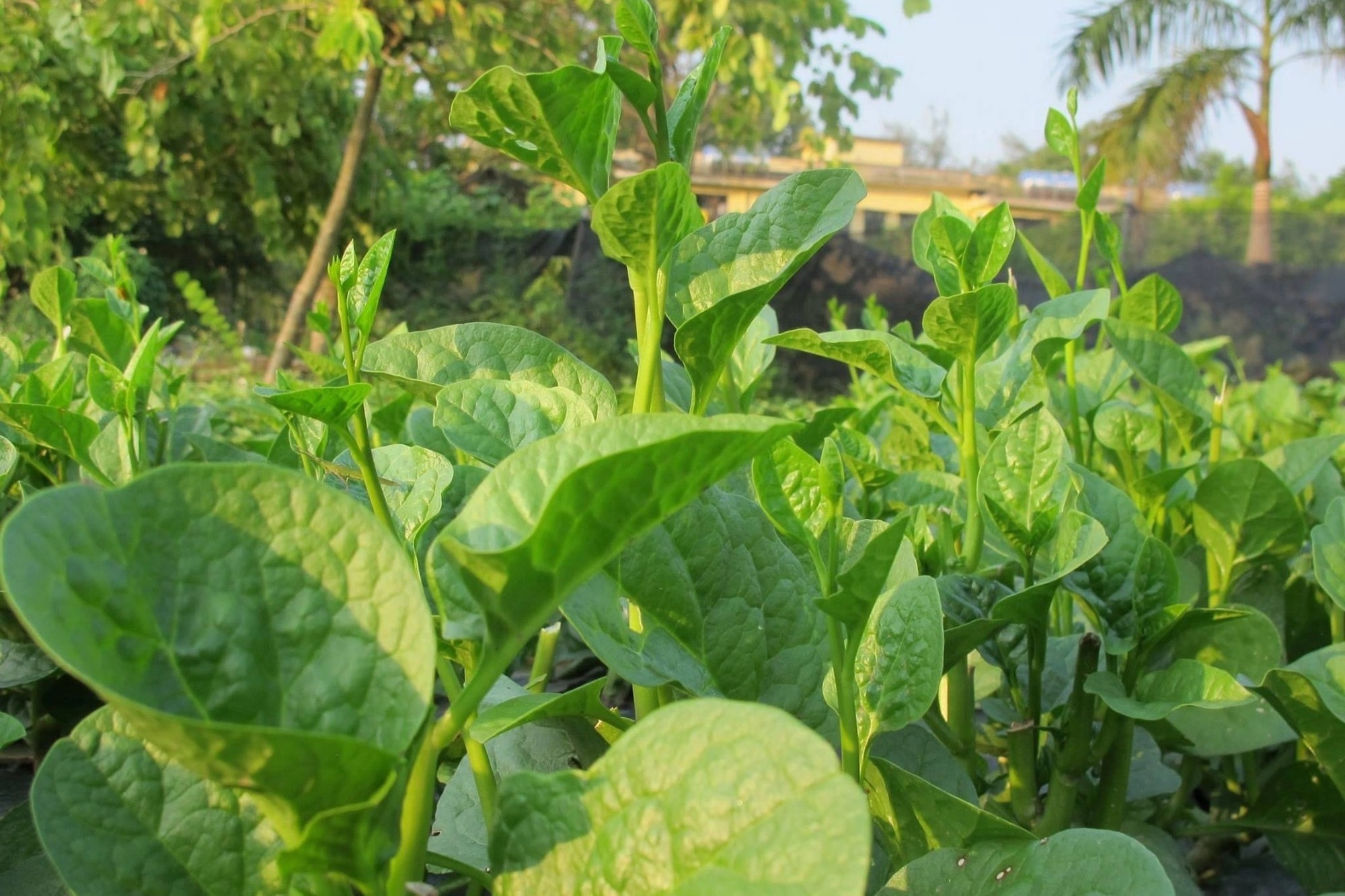 Việt Nam c&oacute; loại rau người Trung Quốc coi như &ldquo;b&aacute;u vật&rdquo;: Cực tốt cho nam giới nhưng hay bị ch&ecirc;- Ảnh 1.