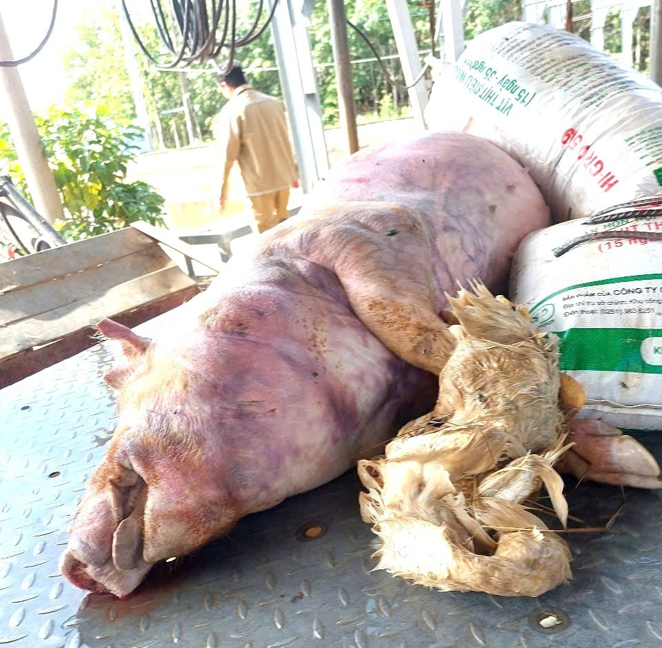 Khởi tố 7 bị can đ&agrave;o x&aacute;c heo bệnh, mang sơ chế b&aacute;n ra thị trường- Ảnh 1.