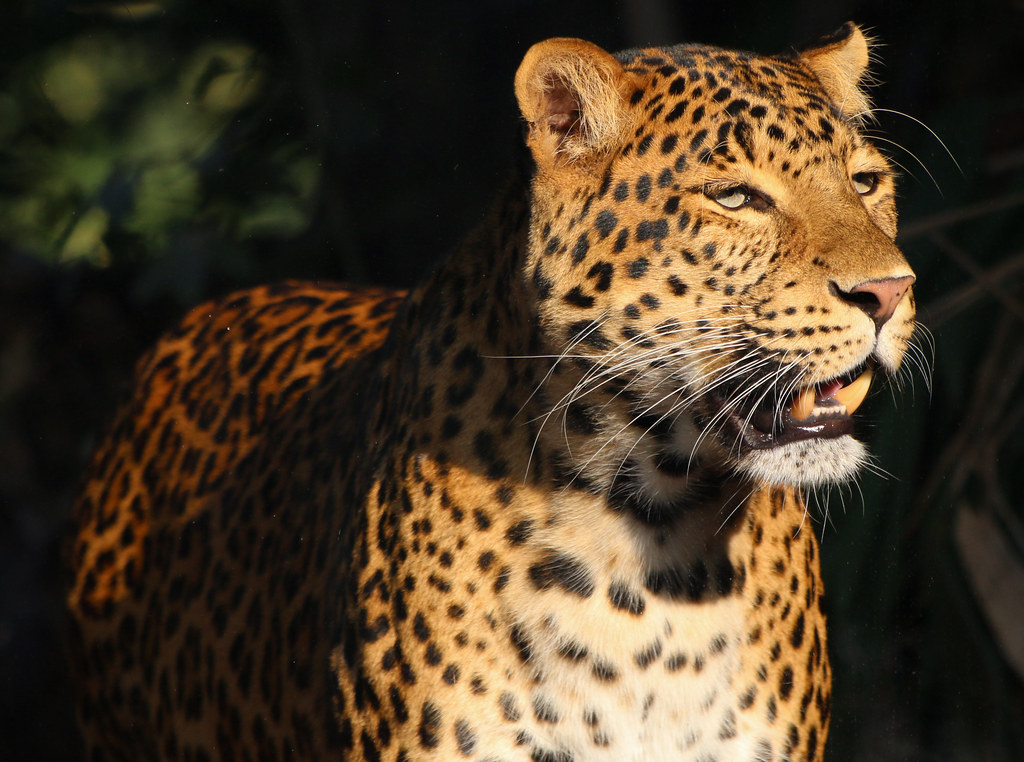 Lần theo đoạn video chỉ v&agrave;i gi&acirc;y, chuy&ecirc;n gia h&acirc;n hoan t&igrave;m thấy lo&agrave;i vật từng 