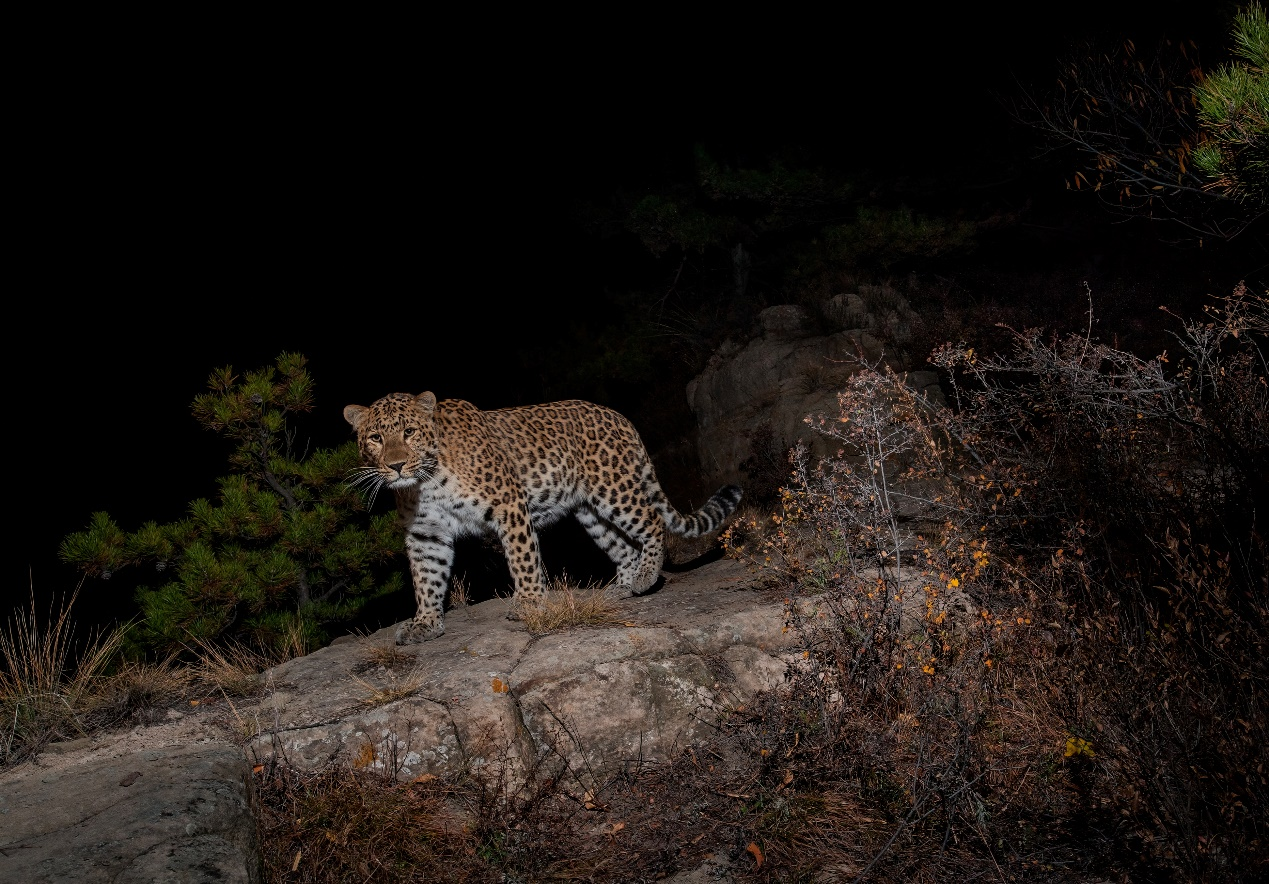 Lần theo đoạn video chỉ v&agrave;i gi&acirc;y, chuy&ecirc;n gia h&acirc;n hoan t&igrave;m thấy lo&agrave;i vật từng 