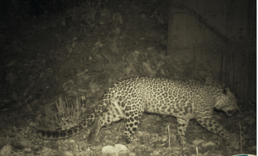 Lần theo đoạn video chỉ v&agrave;i gi&acirc;y, chuy&ecirc;n gia h&acirc;n hoan t&igrave;m thấy lo&agrave;i vật từng 