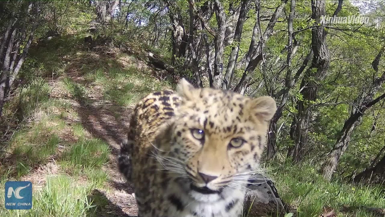 Lần theo đoạn video chỉ v&agrave;i gi&acirc;y, chuy&ecirc;n gia h&acirc;n hoan t&igrave;m thấy lo&agrave;i vật từng 