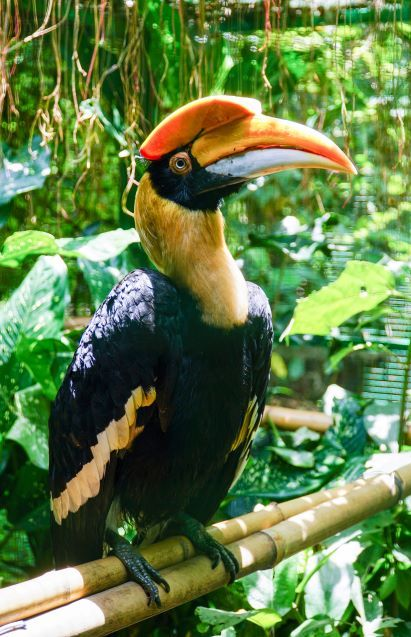 Chim qu&yacute; tưởng như sắp tuyệt chủng bỗng xuất hiện li&ecirc;n tục, bay cả v&agrave;o nh&agrave; d&acirc;n: Nhiều người Việt vui mừng- Ảnh 3.