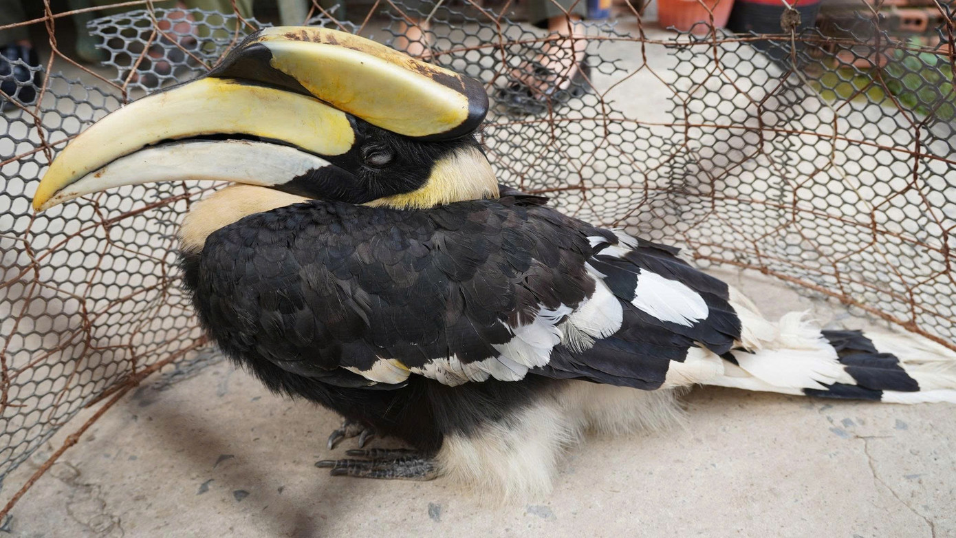 Chim qu&yacute; tưởng như sắp tuyệt chủng bỗng xuất hiện li&ecirc;n tục, bay cả v&agrave;o nh&agrave; d&acirc;n: Nhiều người Việt vui mừng- Ảnh 2.