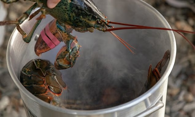 Một quốc gia ch&acirc;u &Acirc;u sẽ cấm luộc t&ocirc;m h&ugrave;m khi c&ograve;n sống- Ảnh 1.